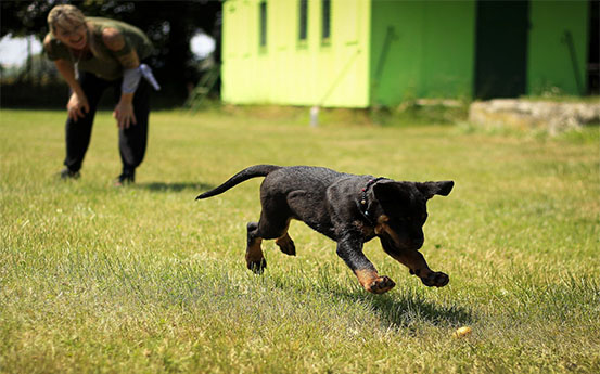 Read more about the article Effective Dog Training Techniques